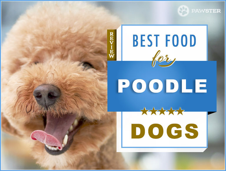 standard poodle dog food
