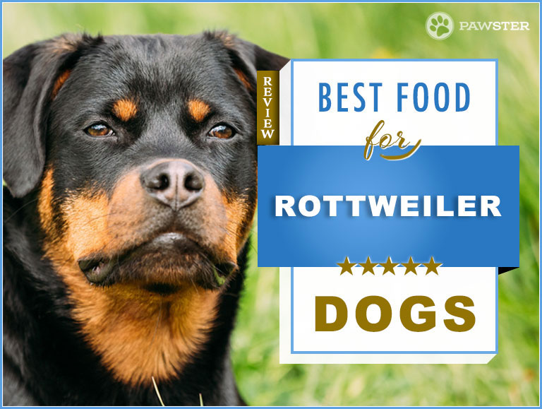 Rottweiler Dog Food Chart