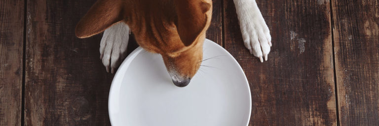 5 Tips to Stop Your Dog from Eating Too Fast!
