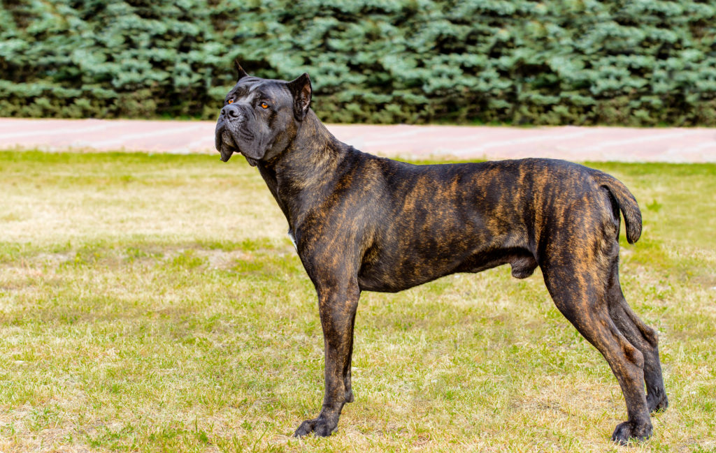 6 Best Foods to Feed your Puppy and Adult Cane Corso in 2020