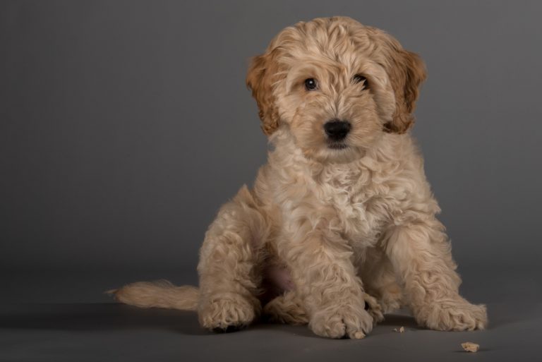 Best Cockapoo Online Guide, Fun Facts and Puppy Pictures