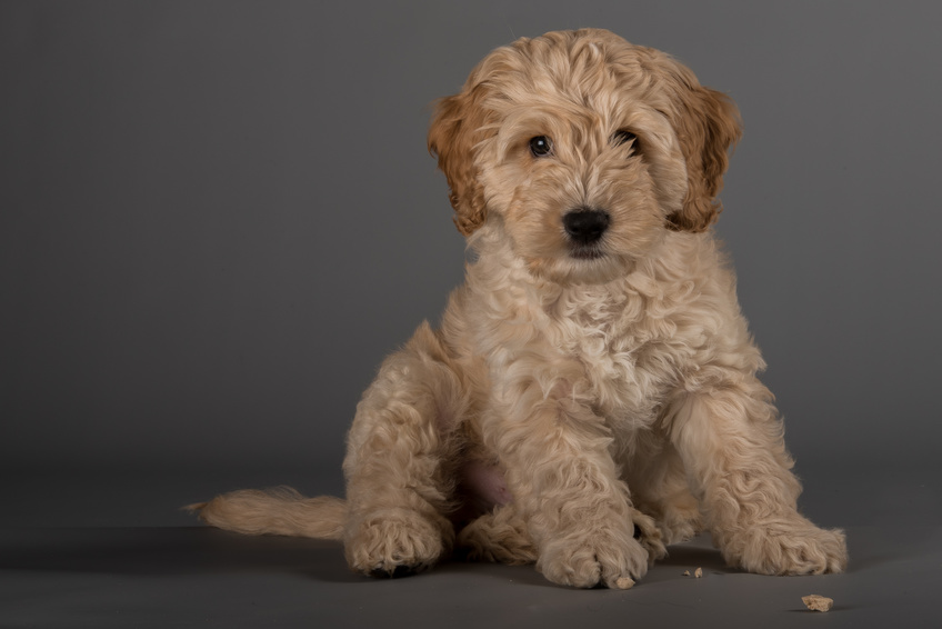 Best Cockapoo Online Guide Fun Facts And Puppy Pictures