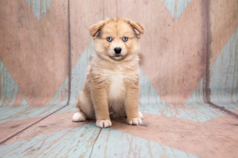 Pomsky Breed Profile, Fun Facts and Common Health Problems