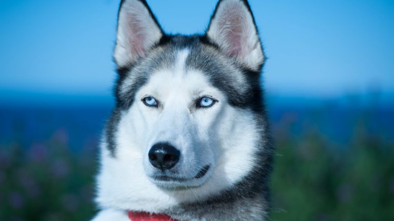 Top 6 Recommended Foods for a Adult and Puppy Siberian Huskies