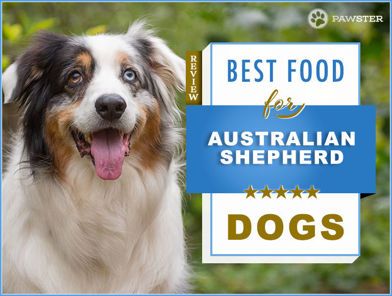 The 9 Best Dog Foods for Australian Shepherds