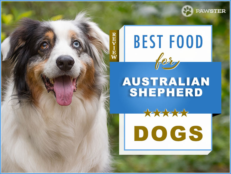 best australian shepherd dog food