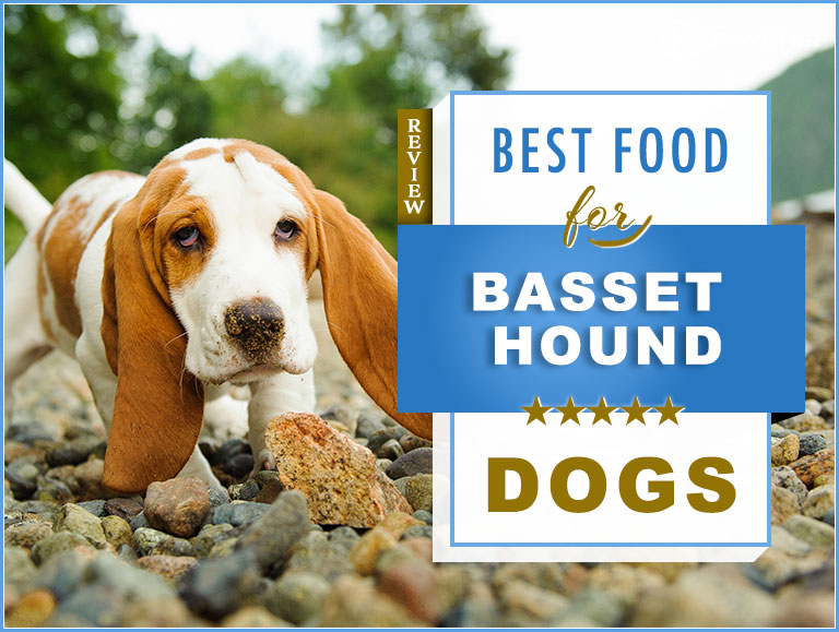 8 Best Foods to Feed your Puppy and Adult Basset Hound in 2020