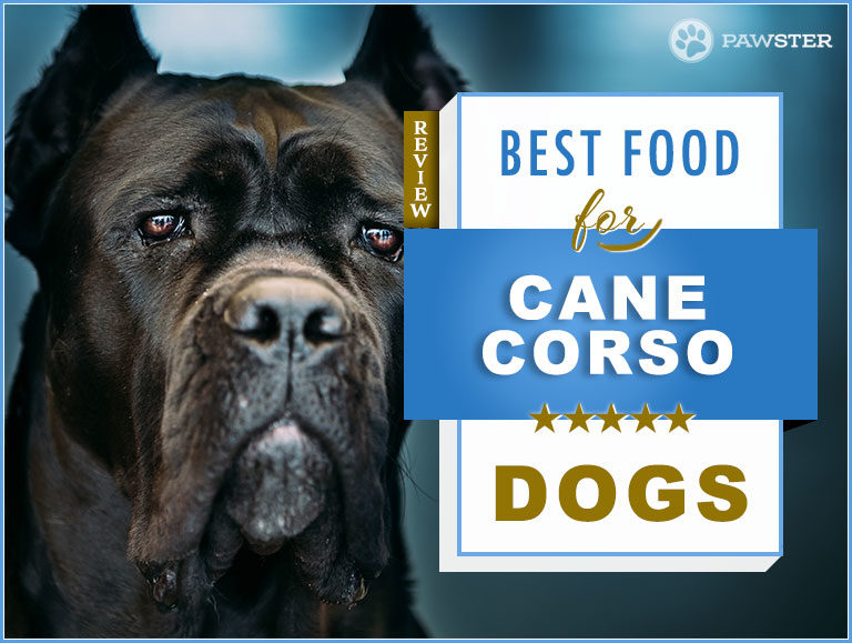 Best Dog Food for Adult & Puppy Cane Corso – Nutrition Guide