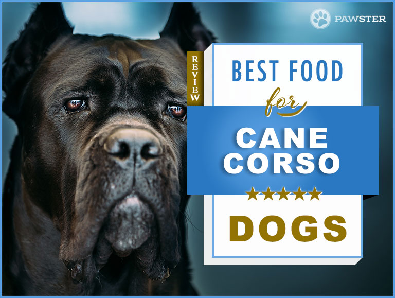 Feed your Puppy and Adult Cane Corso 