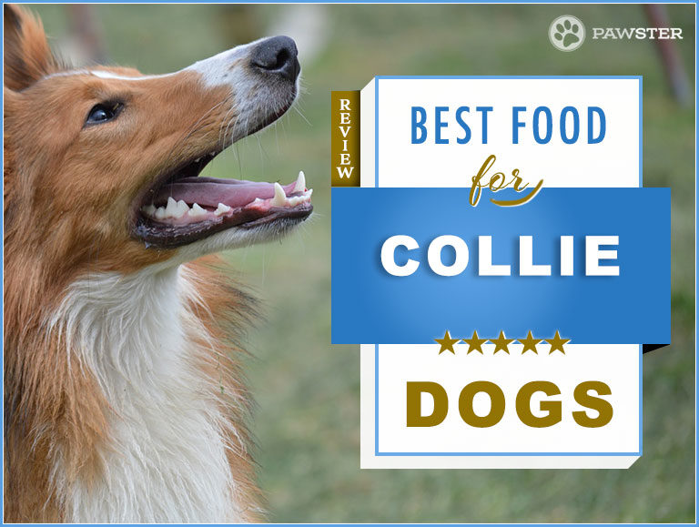 Top 6 Best Foods to Feed your Puppy and Adult Collie in 2023
