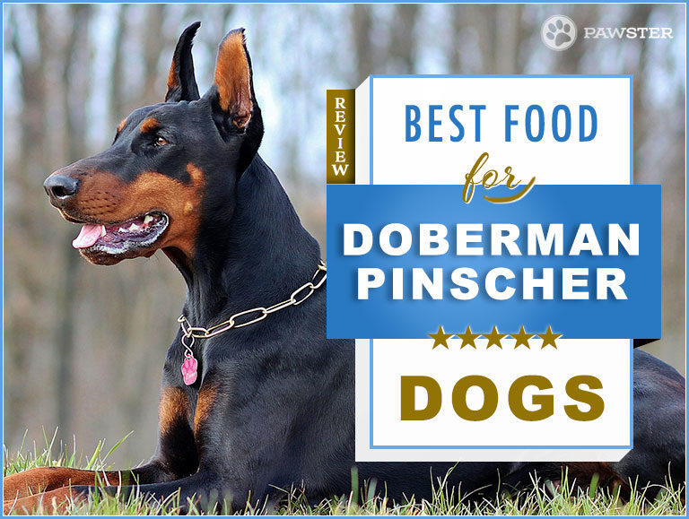 Best Dog Foods for Audult and Puppy Doberman Pinscher