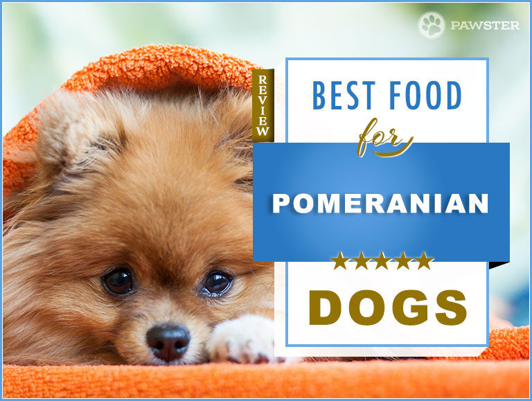 9 Best Pomeranian Dog Foods for Adult and Puppy Pomeranians + Exclusive Nutrition and Diet Info