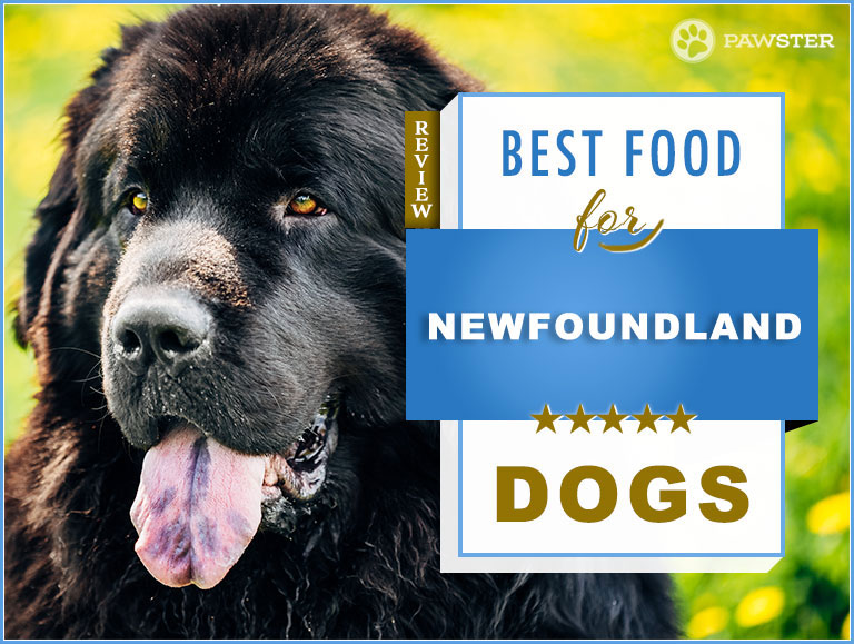 best dog food brand for newfoundland