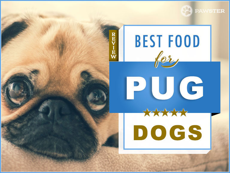 7 Best Foods to Feed your Adult and Puppy Pug in 2022