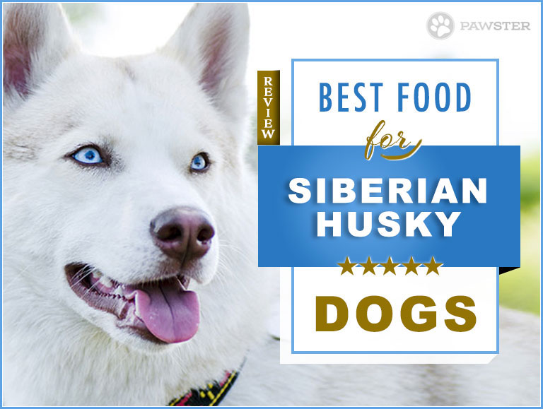good dog food for husky puppies