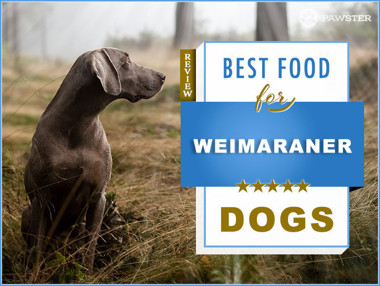 Best Dog Food for Adult & Puppy Weirmaraner – Nutrition Guide