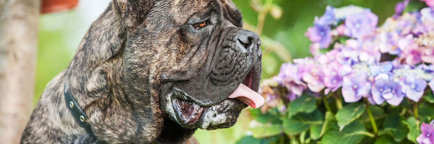 6 Best Foods to Feed your Puppy and Adult Cane Corso