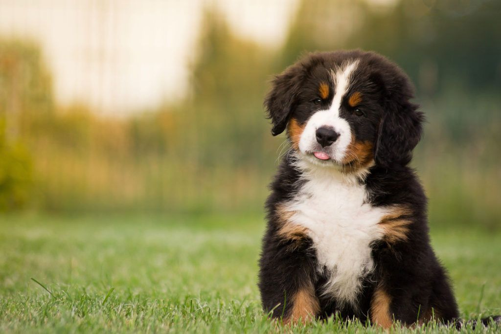 8 Best Foods to Feed Your Adult and Puppy Bernese Mountain