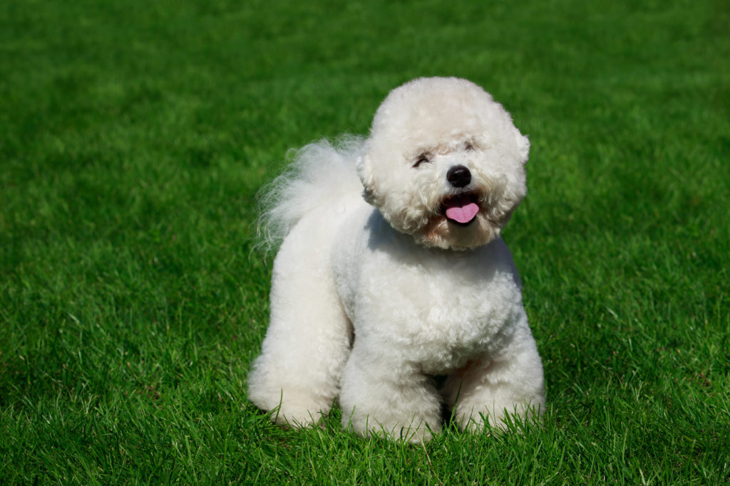 7 Best Foods to Feed Your Puppy and Adult Bichon Frise