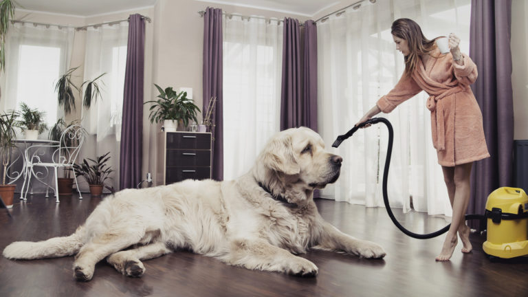 The 9 Best Pet Hair Vacuums : 2023 Guide for Highly Effective Dog Hair Removal