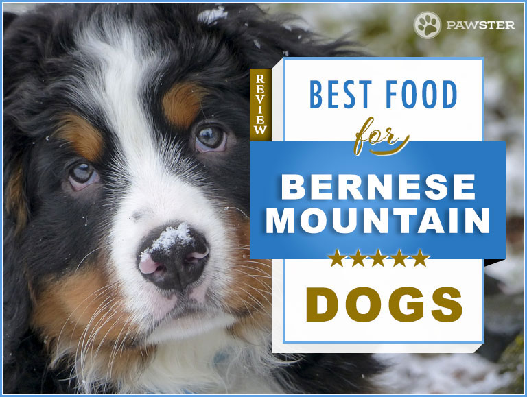 dog food for bernese mountain dog