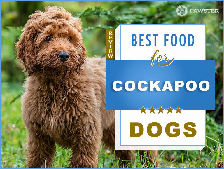 Best Dog Foods for Cockapoo : Diet & Nutrition Guide