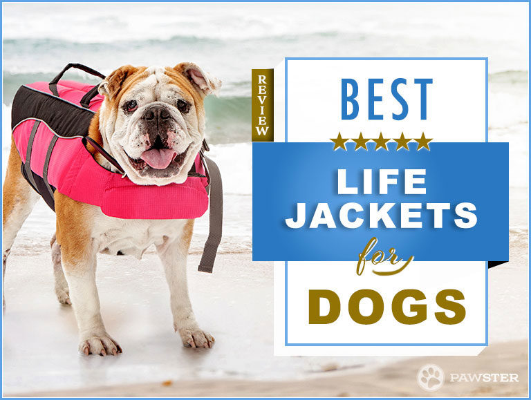 Best Dog Life Jackets : Top 7 Picks for Outdoor Dogs