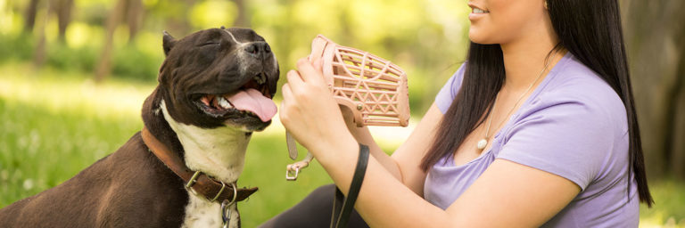 Best Dog Muzzles : 5 Safe Options for Bite Control