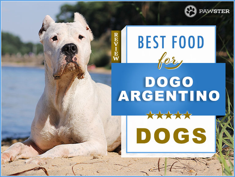 Best Dog Food for Dogo Argentino 