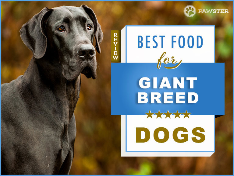 the best large breed puppy food