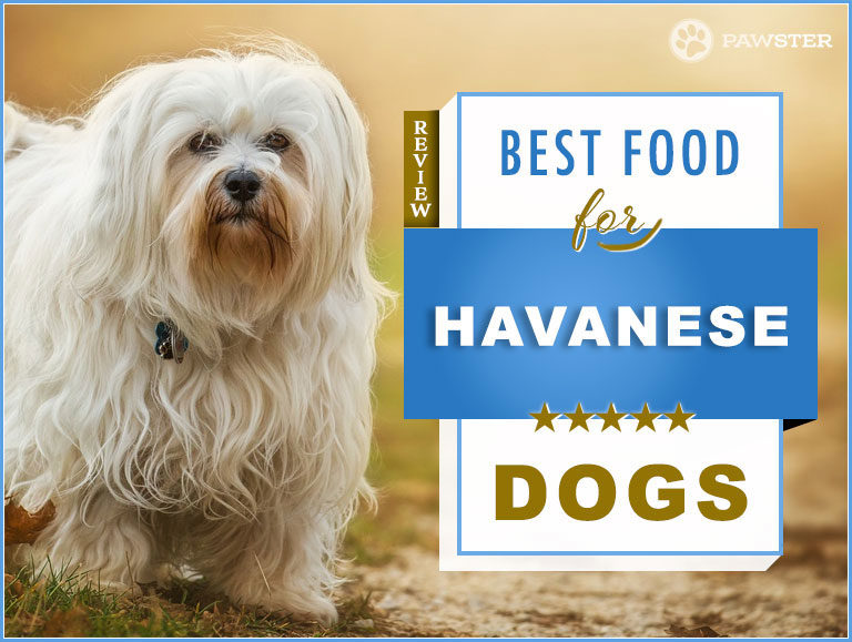 The 8 Best Foods to Feed Your Adult and Puppy Havanese