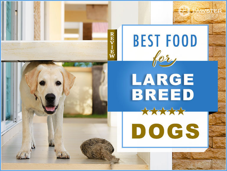 7 Best Foods to Feed a Large Breed Dog