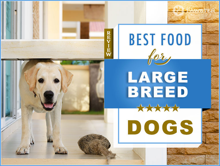 best large breed food