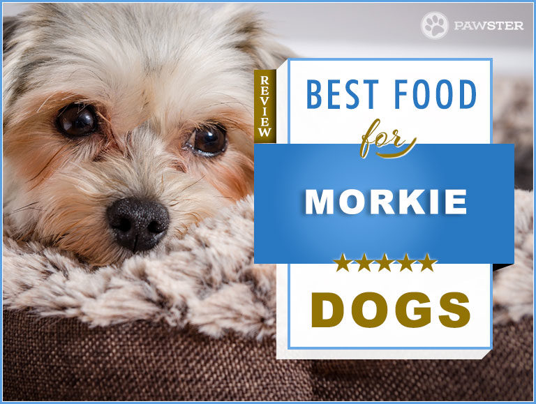 10 Best Foods to Feed an Adult and Puppy Morkie + Our In-Depth Feeding Guide