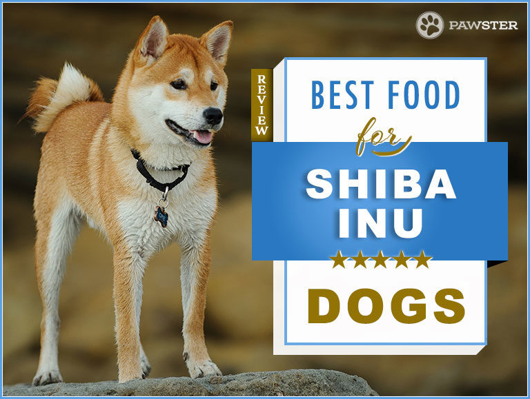 Best Dog Food for Shiba Inu : Nutrition Guide for 2022