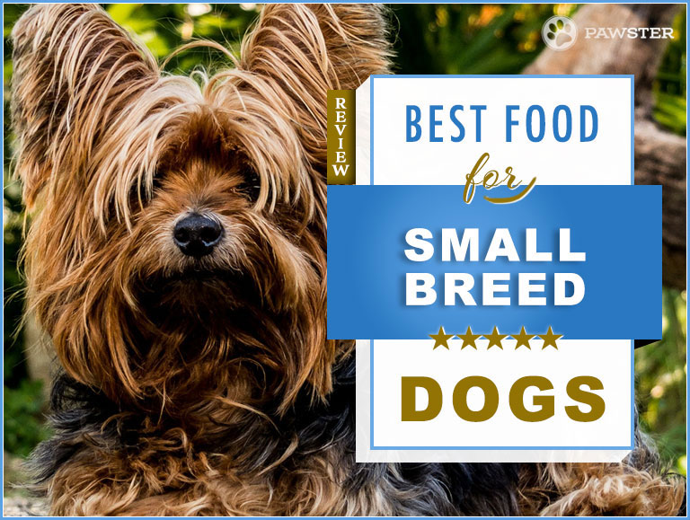 7 Best Foods to Feed a Small Breed Dog