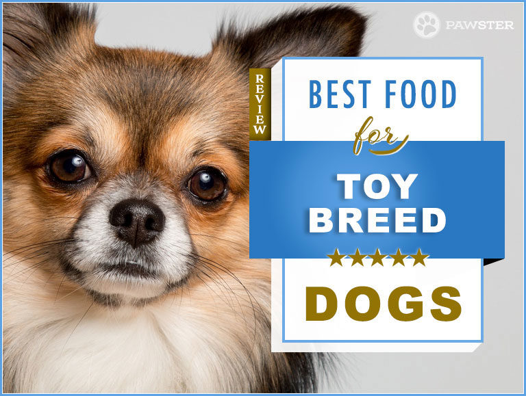 8 Best Foods to Feed a Toy Breed Dog