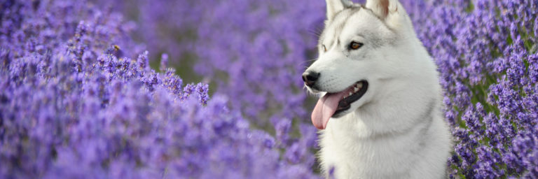 Best Essential Oils for Dogs : 14 Natural Remedies for Common Ailments