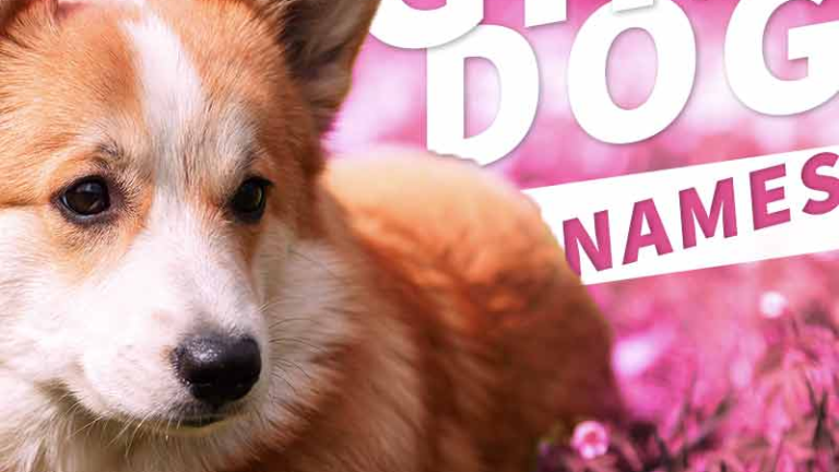 Our Giant List Of 1600 Girl Dog Names