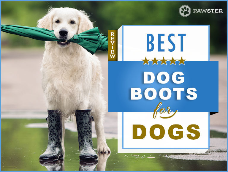 The Best Dog Boots Of 2024: A Buyer’s Guide