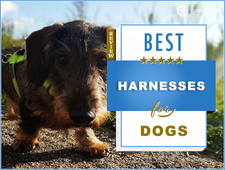 The Best Dog Harnesses Of 2024: A Buyer’s Guide