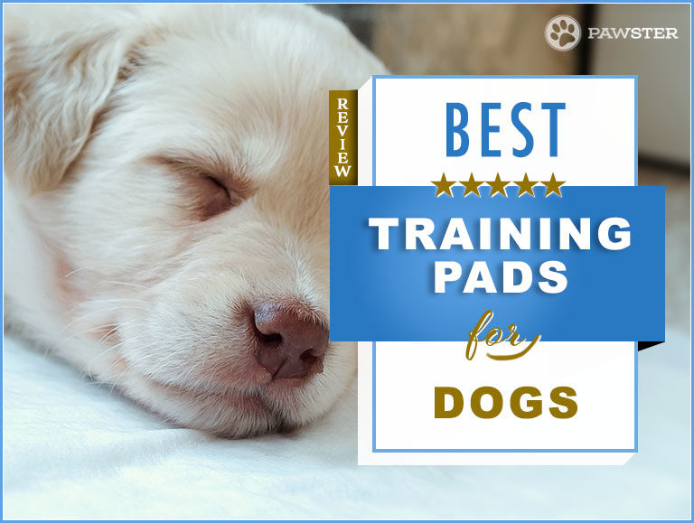 Best Puppy Pads : Potty Training Your Puppy on a Pee Pad