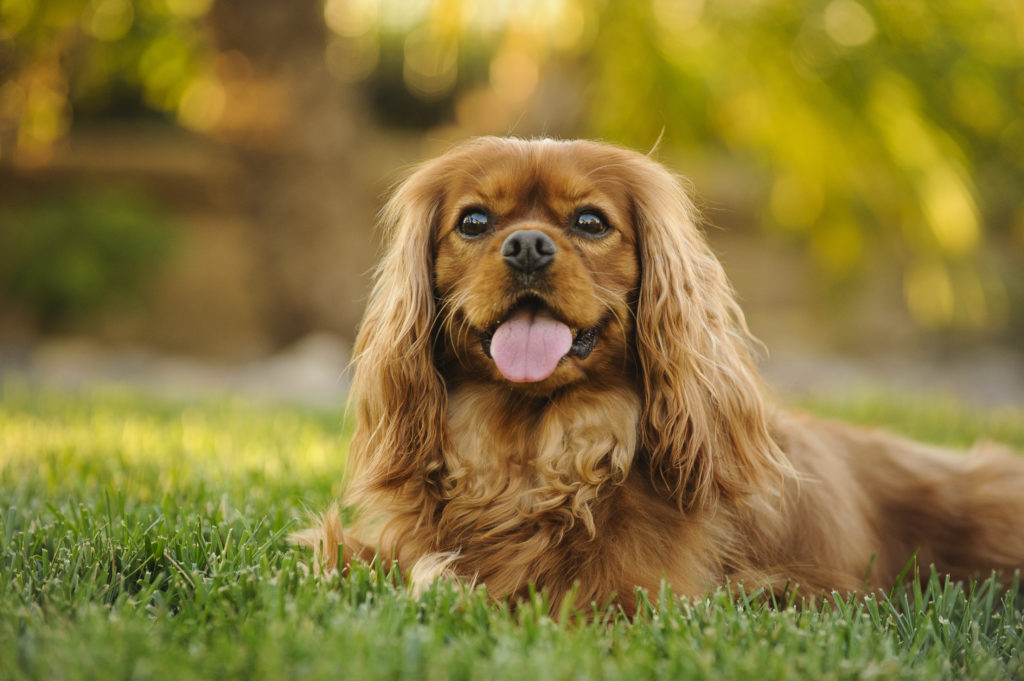 9 Best Foods To Feed an Adult and Puppy Cavalier King