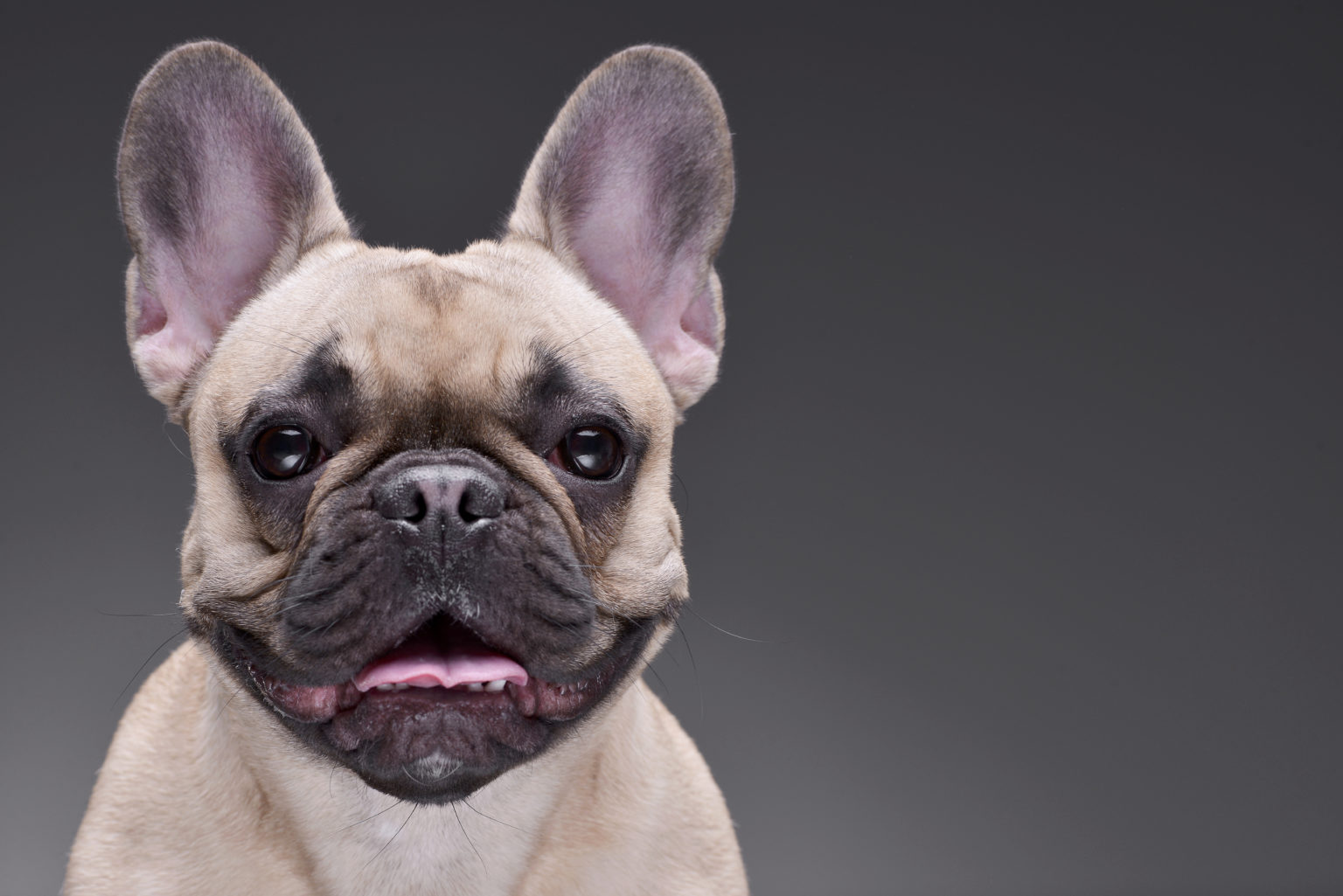 Best Dog Foods for Audit and Puppy French Bulldogs - Pawster