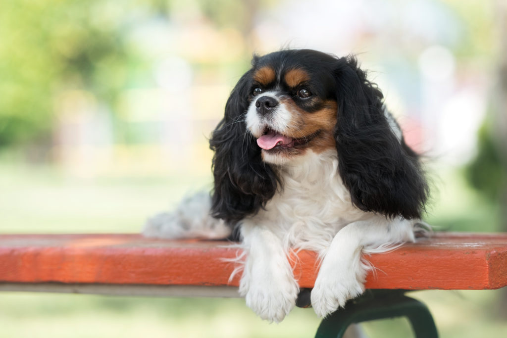 9 Best Foods To Feed an Adult and Puppy Cavalier King
