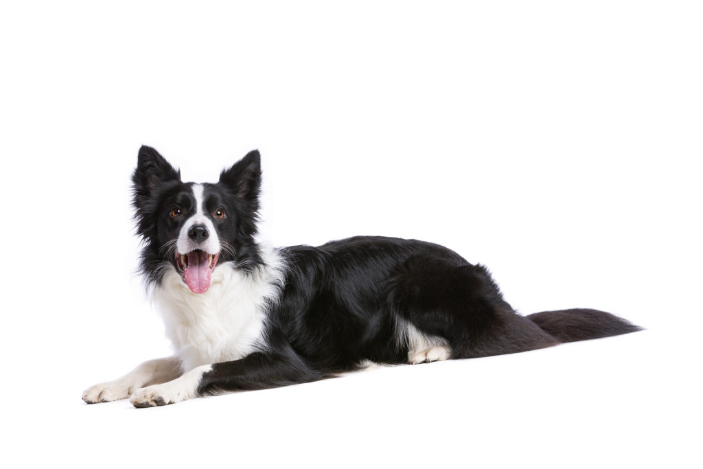 7 Best Foods To Feed an Adult and Puppy Border Collie in 2020
