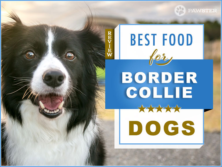 7 Best Foods To Feed an Adult and Puppy Border Collie in 2020