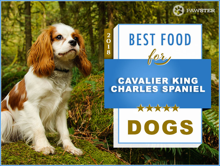 7 Best Foods To Feed an Adult and Puppy Cavalier King