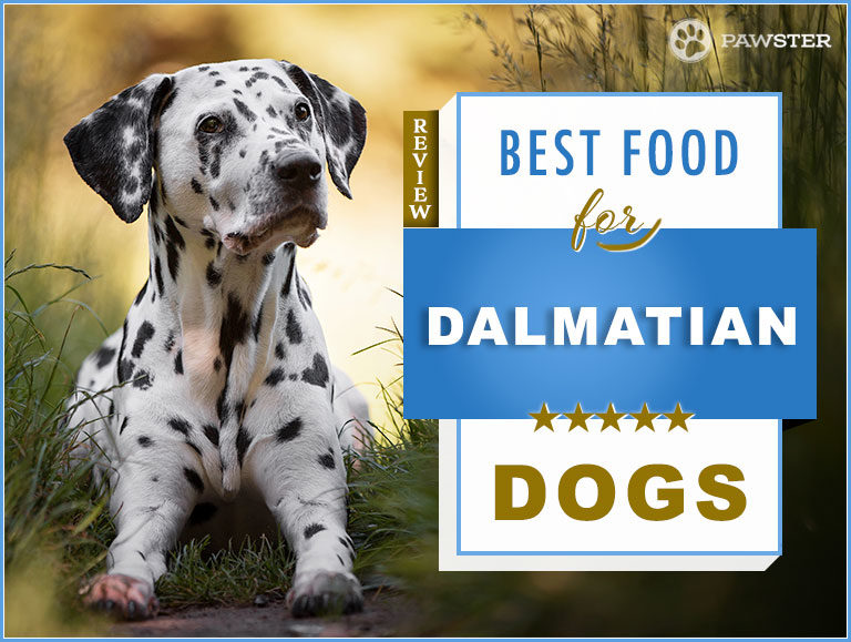 8 Best Foods To Feed an Adult and Puppy Dalmatian in 2022 + What to Look for in a Good Food