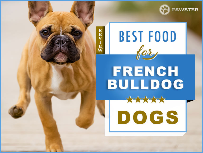 best french bulldog food 1